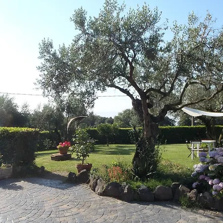 Il Poggio Degli Ulivi